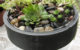 hanging planter
