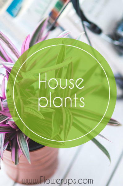 house plants for indoor hanging plants