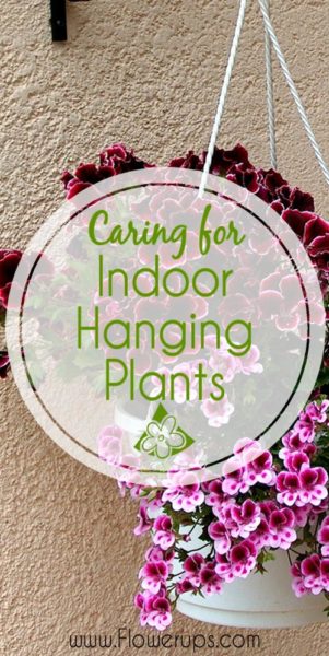 How to care for indoor hanging plants