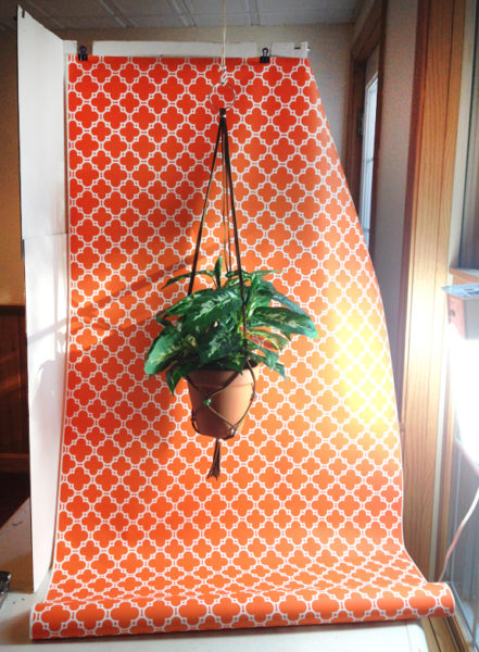 hanging plant photo studio