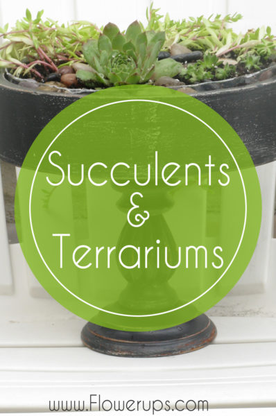 succulents and terrariums