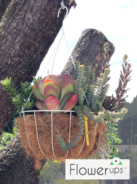 Hanging planters in urban garden