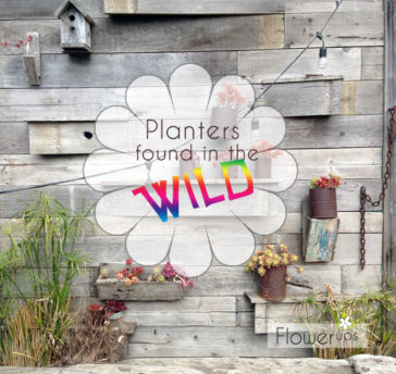 Hanging planters, urban gardens, flower pots, container gardens spotted in the wild!