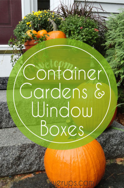 container gardens and window boxes