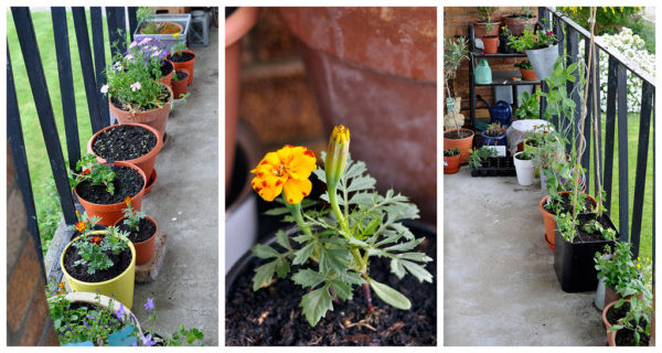 Planting containers for balcony garden