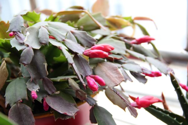 christmas cactus - hanging plants for hanging planter
