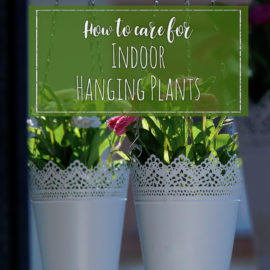 how to care for indoor hanging plants