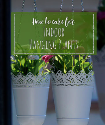 how to care for indoor hanging plants