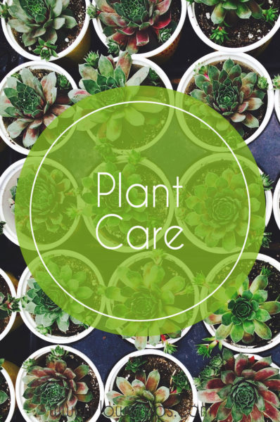 plant care