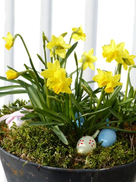 Easter Spring planter with daffodils