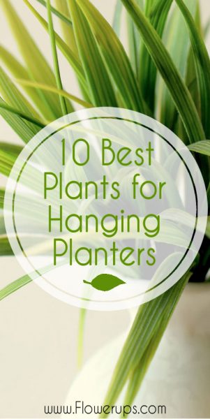 best plants for hanging plants