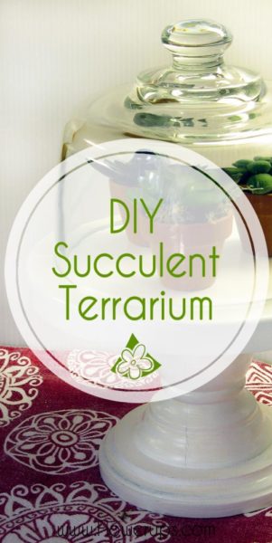 DIY Succulent display terrarium