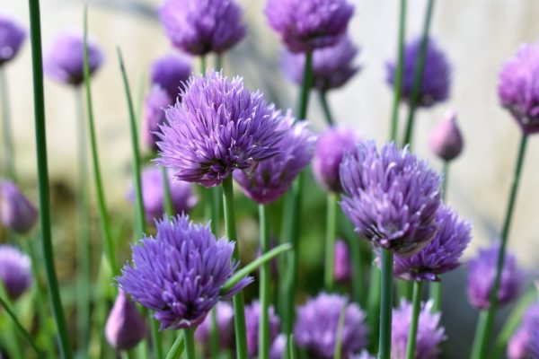 Chives for container garden
