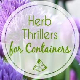 Herb Thrillers for Container Gardens