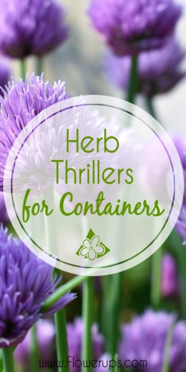 Herb Thrillers for Container Gardens