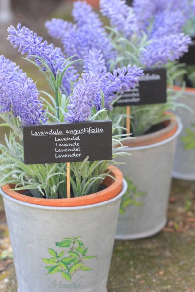 lavender for container garden