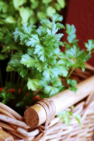 Parsley for container garden