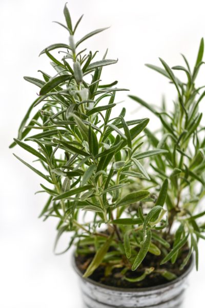 Rosemary for container garden