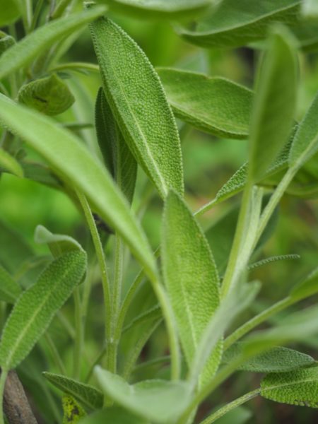 sage for container garden
