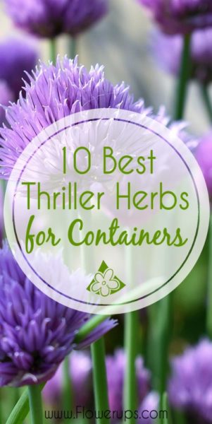 10 best thriller herbs for container gardens