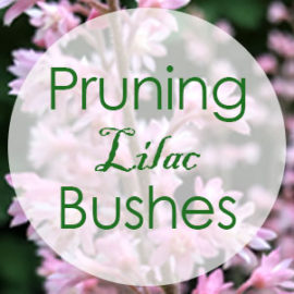 pruning lilac bushes