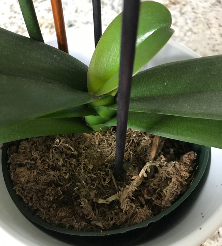 orchid care new leaf