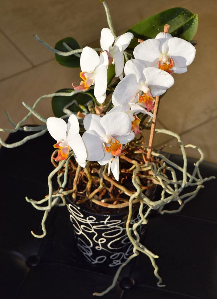 white orchid care