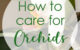 orchid care and feeding